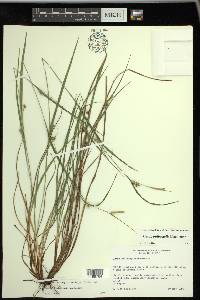 Carex bulbostylis image