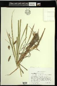 Carex paleacea image