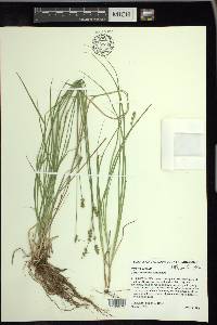 Carex retroflexa image