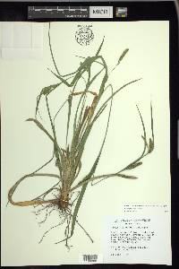 Carex glaucodea image