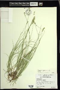 Carex texensis image