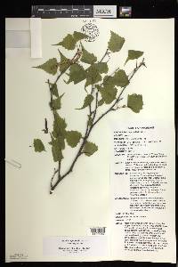 Betula populifolia image