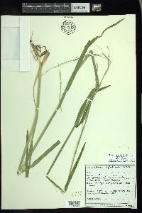 Glyceria septentrionalis image