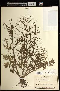 Ceratopteris siliquosa image