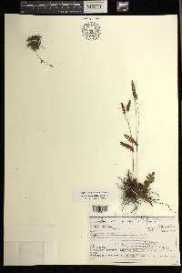 Anemia oblongifolia image