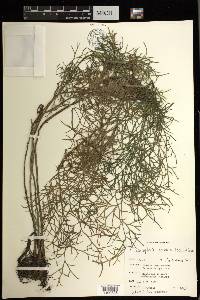 Ceratopteris cornuta image