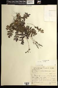 Anemia oblongifolia image