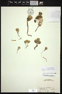Aethionema cephalanthum image