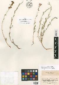 Aethionema grandiflorum image