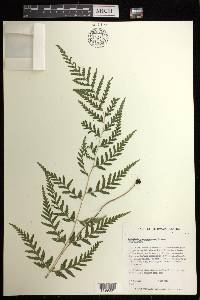 Cystopteris sandwicensis image