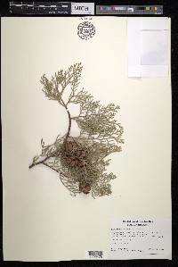 Cupressus atlantica image