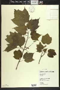 Acer spicatum image