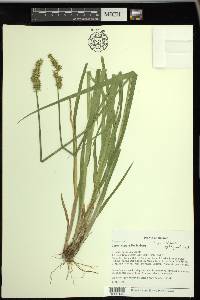 Carex stipata var. stipata image