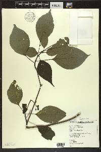 Cornus alternifolia image