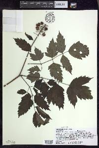 Actaea rubra image