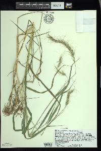 Elymus canadensis var. canadensis image