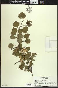 Crataegus pruinosa image