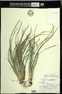 Carex digitalis var. asymmetrica image