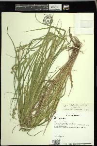 Carex tribuloides var. tribuloides image