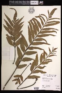 Asplenium kaulfussii image