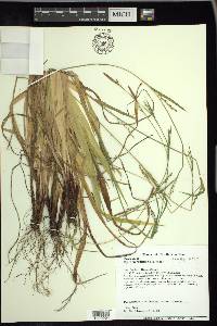 Carex purpurifera image