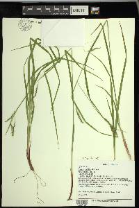 Carex debilis var. rudgei image