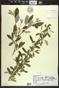 Elaeagnus umbellata image