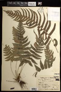 Blechnum occidentale image