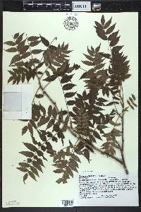 Sorbaria sorbifolia image