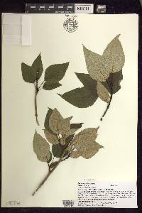 Populus balsamifera image