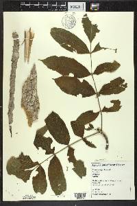 Fraxinus nigra image