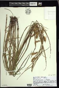 Carex tuckermanii image