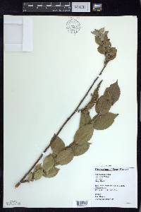 Salix cordata image