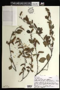 Betula alleghaniensis image