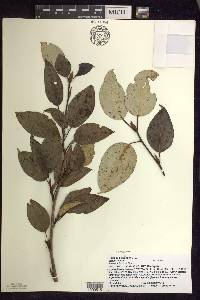 Populus balsamifera image