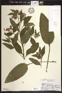 Symphytum × uplandicum image