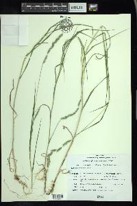 Muhlenbergia racemosa image