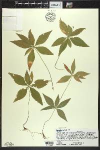 Trientalis borealis image