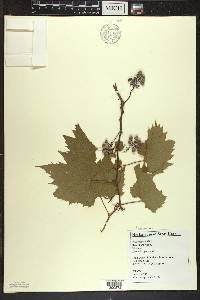 Vitis riparia image