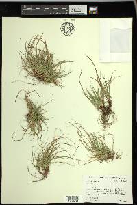 Carex tonsa image