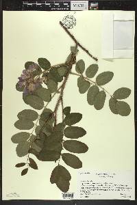 Robinia hispida image