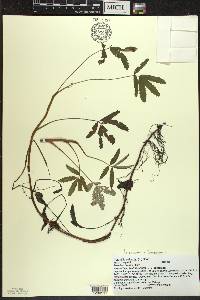Comarum palustre image