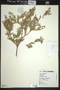 Thuja occidentalis image