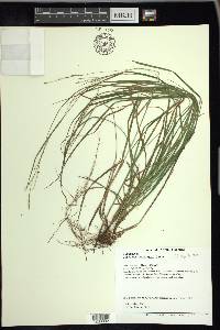 Carex aestivalis image