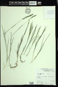 Muhlenbergia glomerata image