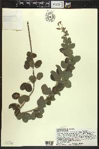 Lespedeza hirta image