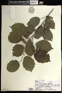 Corylus cornuta image