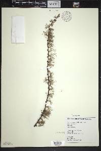 Larix laricina image