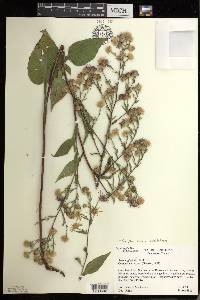 Symphyotrichum ciliolatum image