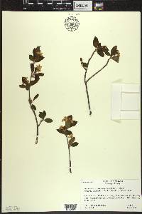 Amelanchier bartramiana image